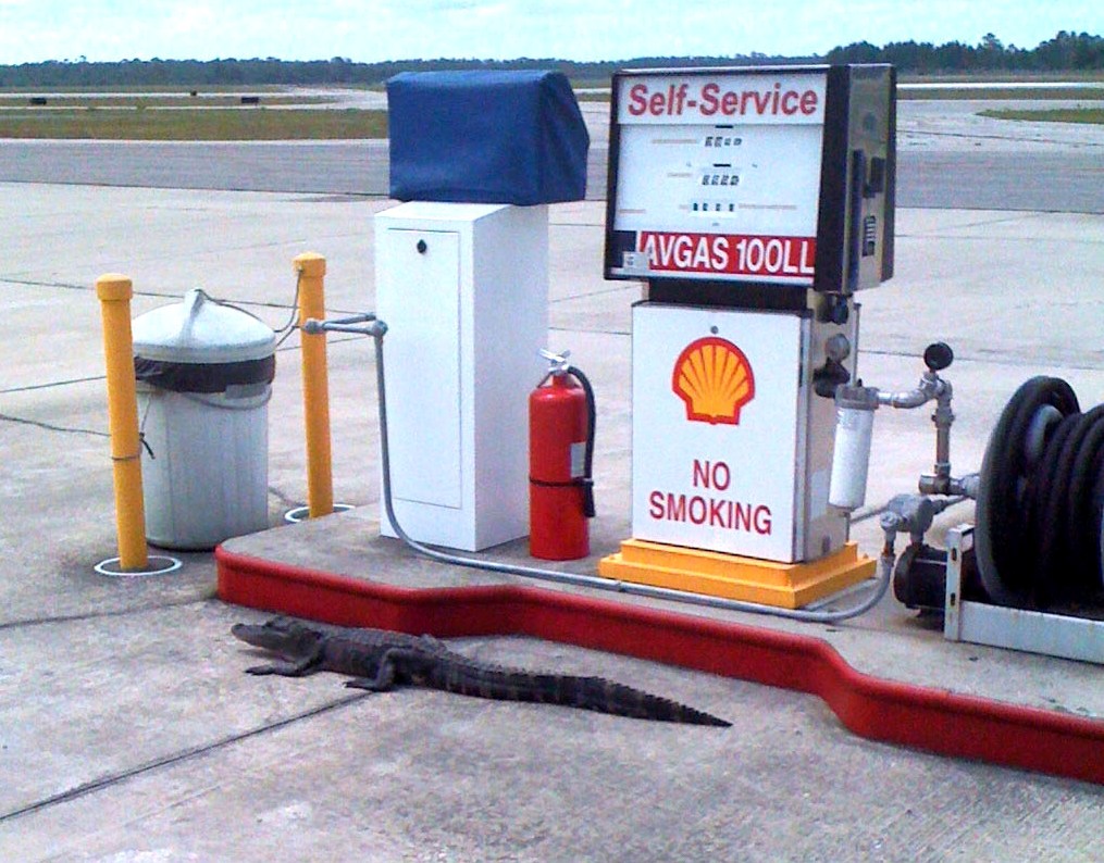 Alligator at Flagler County Airport near Palm Coast, FL